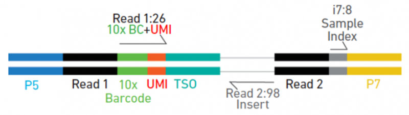 5’gene expression 文庫構(gòu)建單細胞測序