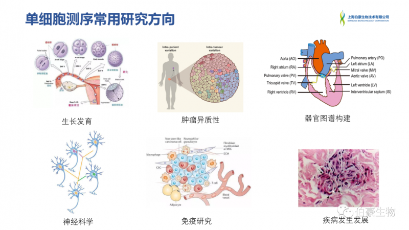 伯豪生物 單細胞測序 服務