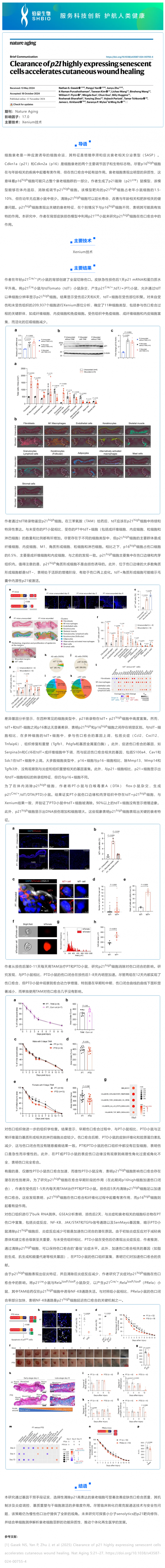 單細(xì)胞空間原位檢測技術(shù)_清除高表達(dá) p21 基因的衰老細(xì)胞加速皮膚傷口愈合